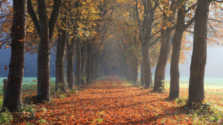 Autumn forest leaves campfire sunset - florence engelbach free wallpaper