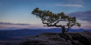 Pine tree rock mountains sunset - free other wallpaper for desktop