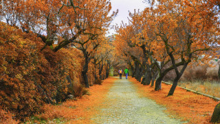 Autumn leaves forest sunset people - a couple of people free wallpaper