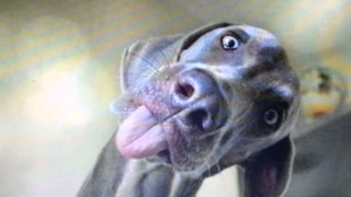 Dog tongue out blurry background - video art free wallpaper