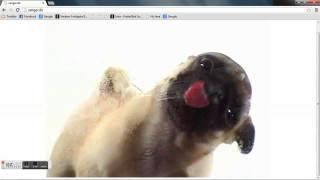 Dog tongue computer screen image - its tongue free wallpaper