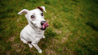 White dog pink tongue grass - its mouth free wallpaper