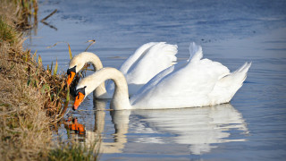 Swans water touching head nature - two swan free wallpaper