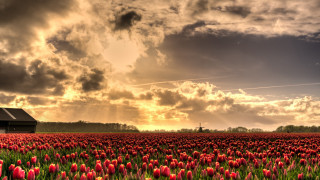 Flower field barn cloudy sky - a barn in the background free wallpaper