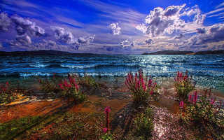 Ocean pink flowers mystical sunset - pink flower free wallpaper for desktop