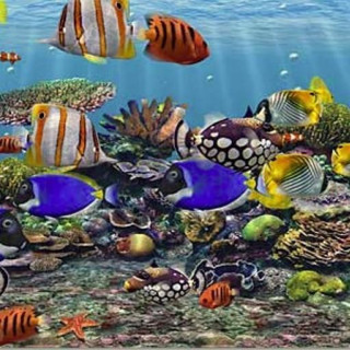 Large group fish aquarium corals - a large aquarium free wallpaper