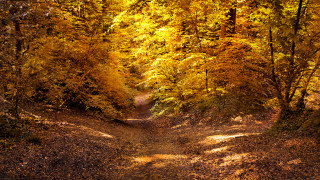 Dirt path trees yellow leaves - yellow leaf free wallpaper