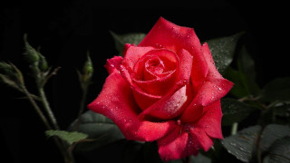 Red rose water droplets gothic 2 - the dark background free wallpaper for desktop