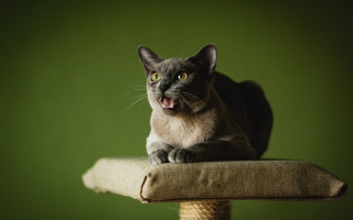 Cat scratching post open mouth - tongue free wallpaper for desktop