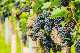 Grapes vineyard green leaves wooden - free other wallpaper for desktop