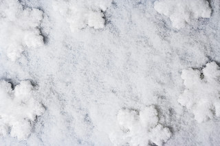 Snow cherry blossoms bird hanami - a snow free wallpaper