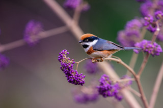 Small bird purple flower bokeh - a small bird free wallpaper