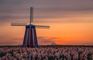 Windmill flowers sunset mountains clouds - a sunset in the background and a mountain in the distance free wallpaper