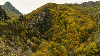 Mountain trees autumn leaves panorama - a few bush free wallpaper for desktop