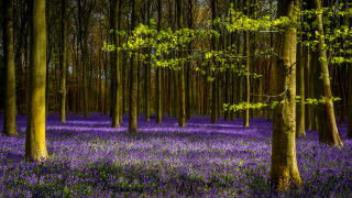 Purple flowers forest bench trees - lot of trees and grass free wallpaper for desktop