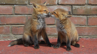 Foxes touching noses brick wall - two fox free wallpaper
