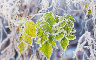 Frosted green leaf macro winter - frost free wallpaper
