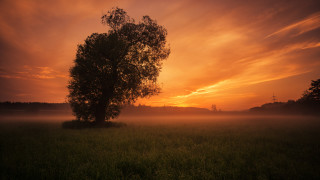 Sunset fog tree mountain lake - the air above free wallpaper
