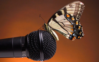 Butterfly microphone ecological art macro - a butterfly free wallpaper for desktop