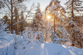 Snowy forest sunshine bare trees - a snowy forest free wallpaper