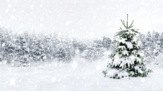 Small christmas tree snowy forest - ambient free wallpaper