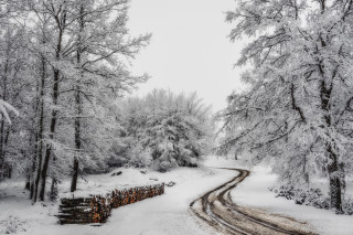 Snowy forest road fence bench - lot of trees free wallpaper