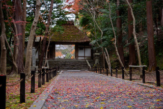 Forest path autumn leaves kyoto - eishōsai chōki free wallpaper