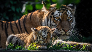 Mother tiger cubs grass sunlight - the sun light of the day free wallpaper