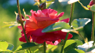 Red rose green leaves sunlight 3 - soft focus free wallpaper