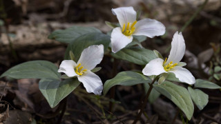 White flower lily leaves woods - shallow depth of field free wallpaper for desktop