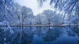 Lake snowy trees forest winter - a lake free wallpaper