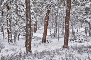 Snowy forest bushes snowflakes autumn - tree and bushes free wallpaper