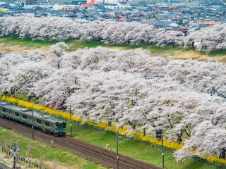 Train park blooming trees bridge - the park free wallpaper