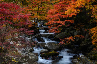Autumn forest stream leaves fire - rich deep color free wallpaper for desktop