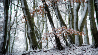 Snowy forest orange leaves winter - orange leaf free wallpaper for desktop