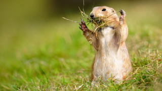 Small rodent eating branch outdoors - the grass outside free wallpaper