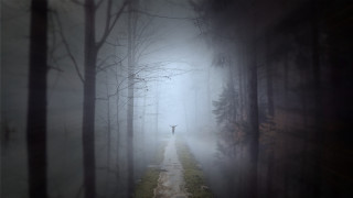 Forest deer foggy magic matte - a foggy day free wallpaper