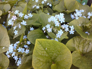 Blue flowers green leaves floral - a planter free wallpaper for desktop