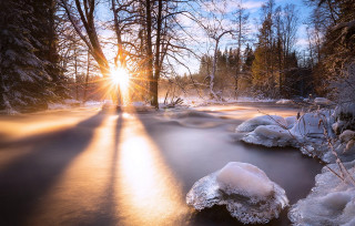Sunshine snowy forest ice trees - radiant free wallpaper
