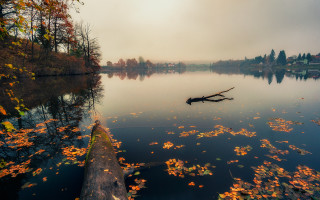 Tree water leaves autumn impessionist - artur tarnowski free wallpaper