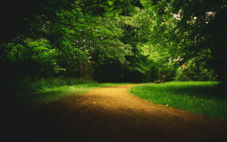 Dirt road forest trees person - a dirt road in the middle of a forest free wallpaper