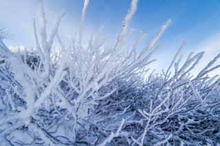 Snow covered trees blue sky 3 - environmental free wallpaper