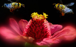 Bees pinkflower macro ecological fire - david lachapelle free wallpaper