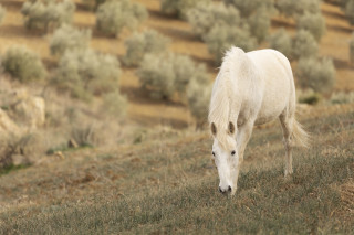 White horse grazing hillside blurry - a hillside free wallpaper
