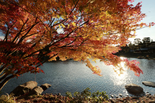 Tree red leaves water rocks - choi buk free wallpaper