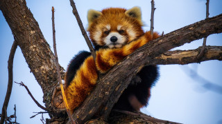 Red panda tree blue sky - tail free wallpaper for desktop
