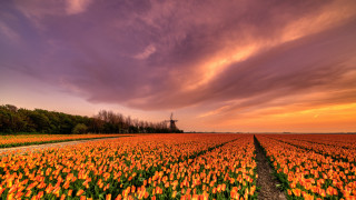 Flower field sunset windmill impressionist - a field of flowers free wallpaper
