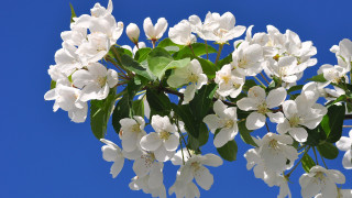 White flowers blooming branch blue - against free wallpaper
