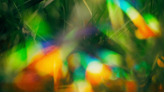 Blurry bird branch colorful leaves - chromatic aberration free wallpaper