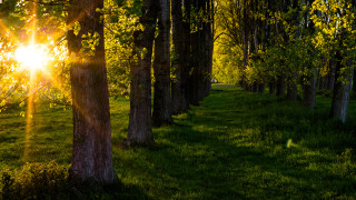 Sunbeam forest path autumn nature - andor basch free wallpaper for desktop